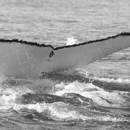 Fluke of WA1730