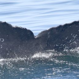 Fluke of HW-MN0401335