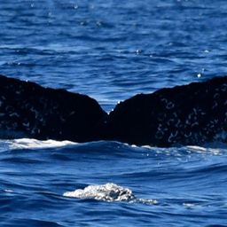 Fluke of HW-MN0522878