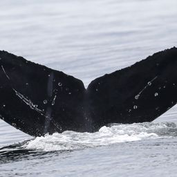 Fluke of CRC-20333