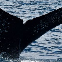 Fluke of HW-MN0522872