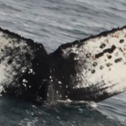 Fluke of HW-MN1303740
