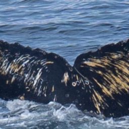 Fluke of HW-MN1303746