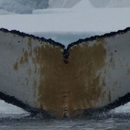 Fluke of XJTLU-AS-1