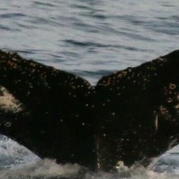 Fluke of HW-MN1303769