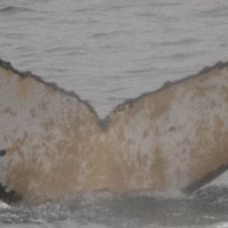 Fluke of HW-MN1303780