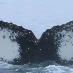 Fluke of HW-MN1303783