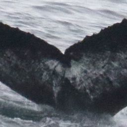 Fluke of ZhuangZhuang