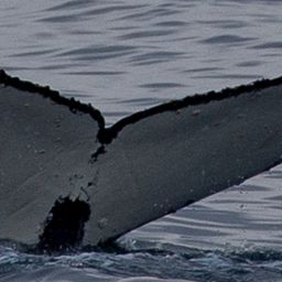 Fluke of HW-MN1303798