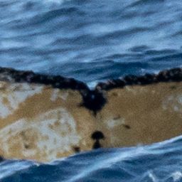 Fluke of HW-MN1303817