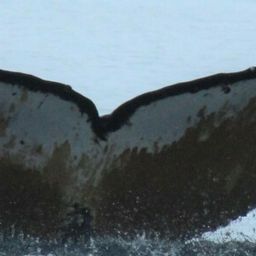 Fluke of HW-MN1303818