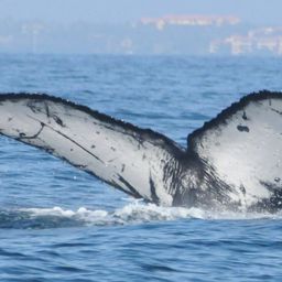 Fluke of CRC-15111