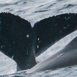 Fluke of HW-MN1303821