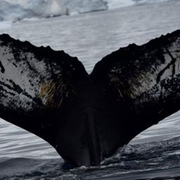 Fluke of Dale the Whale
