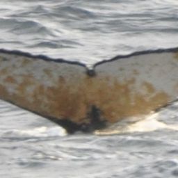 Fluke of Natilla