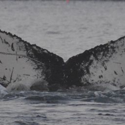 Fluke of HW-MN0102650
