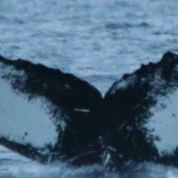 Fluke of HW-MN0102661