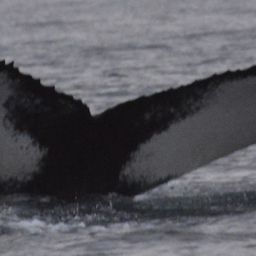 Fluke of HW-MN0102662