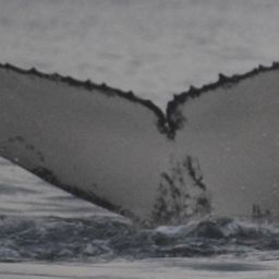 Fluke of HW-MN0102664