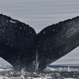 Fluke of Guano