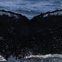 Fluke of WA1941