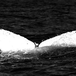 Fluke of WA1901