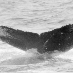Fluke of Hirondelle
