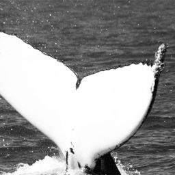 Fluke of WA1968