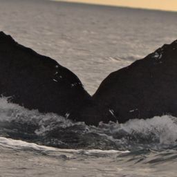 Fluke of CRC-12394