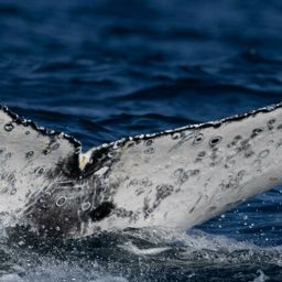 Fluke of The Duchess of Anchovy