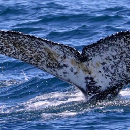 Fluke of CRC-20606
