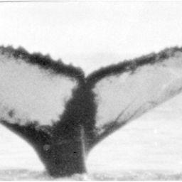 Fluke of NA-1697