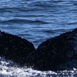 Fluke of CRC-20609