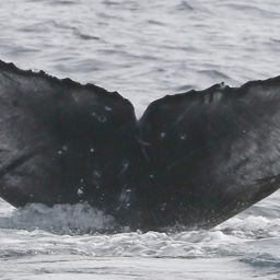 Fluke of CRC-19563