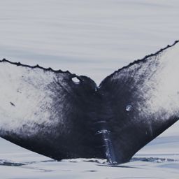 Fluke of CRC-19681