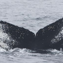 Fluke of CRC-19678