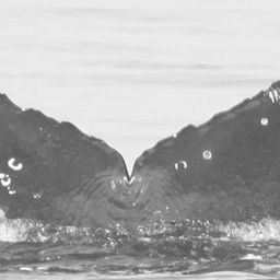 Fluke of CRC-15475