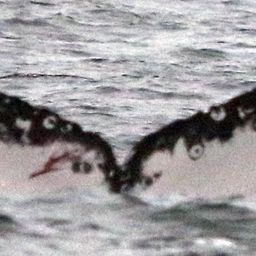 Fluke of CRC-19588