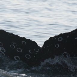 Fluke of CRC-19581