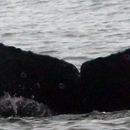 Fluke of CRC-19578