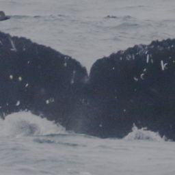 Fluke of BCX2446