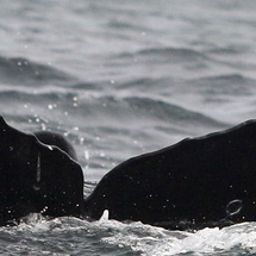 Fluke of Stegosaurus