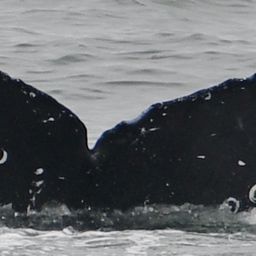 Fluke of CRC-19597