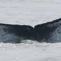 Fluke of CRC-19664