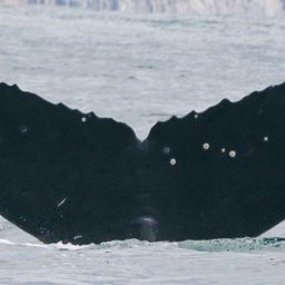 Fluke of CRC-19656