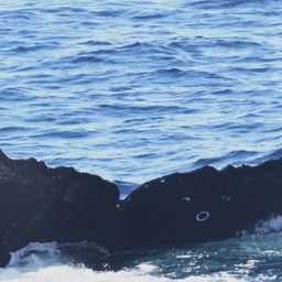 Fluke of CRC-19659