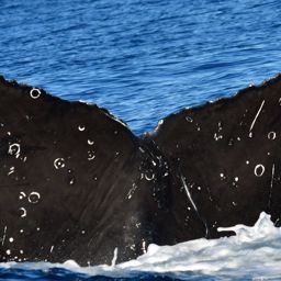 Fluke of HW-MN0522881