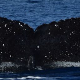 Fluke of HW-MN0522888