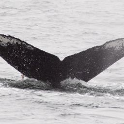 Fluke of CRC-20616