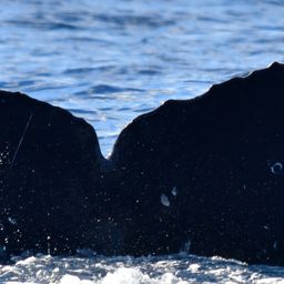 Fluke of CRC-21372